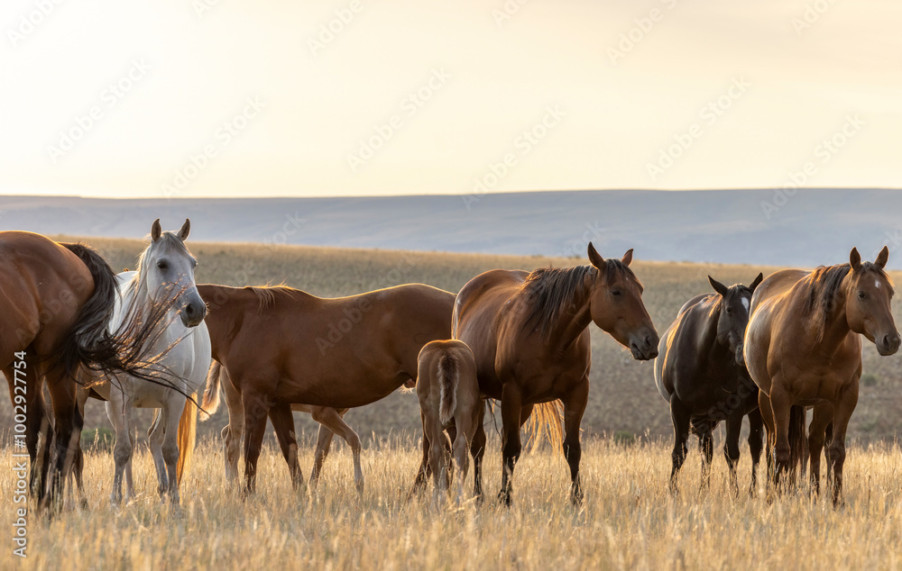 Beautiful American Quarter horse herd with foals at sunrise in the Pryor Mountains of Montana. Beautiful American Quarter horse herd with foals at sunrise in the Pryor Mountains of Montana.
