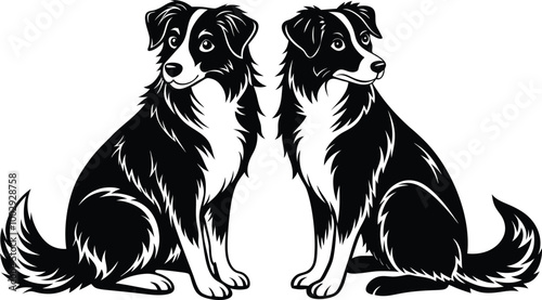 Australian Shepherd silhouette, illustration white background