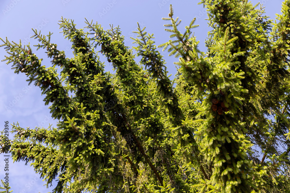 green needles of the pine coniferous tree in sunny weather green needles of the pine coniferous tree in sunny weather