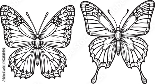 Admiral Butterfly with intricate patterns. Vector coloring page set