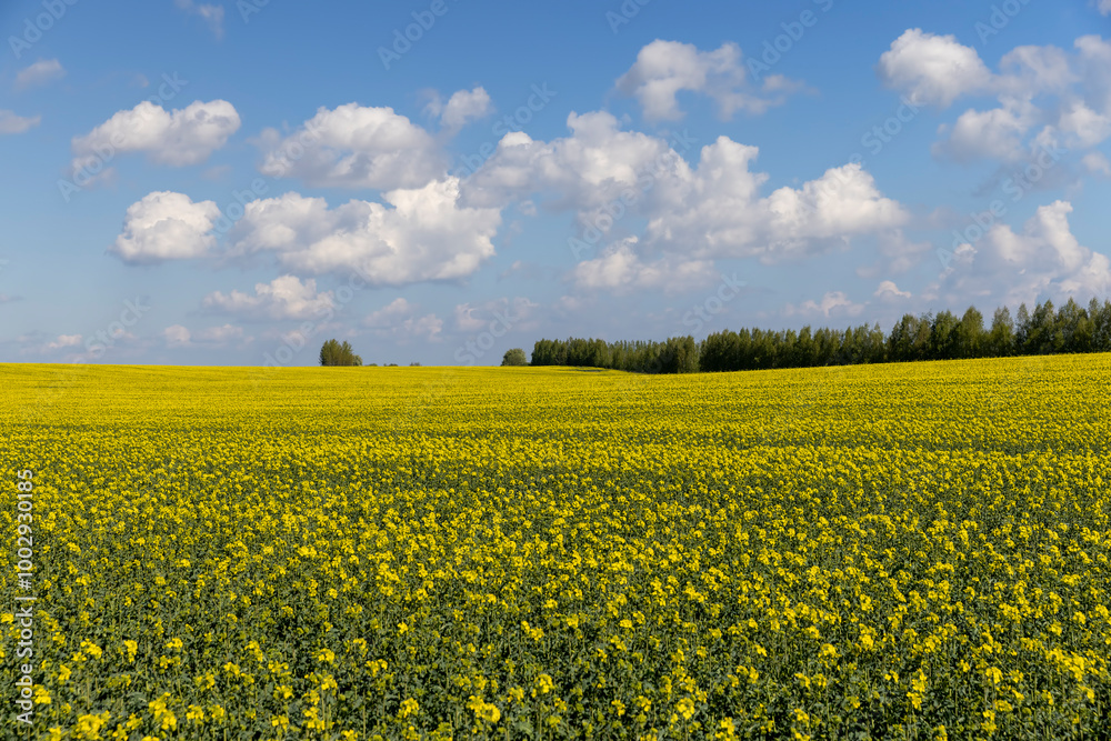 a monocultural field with rapeseed that begins to bloom a monocultural field with rapeseed that begins to bloom
