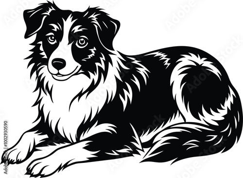Australian Shepherd silhouette, illustration white background