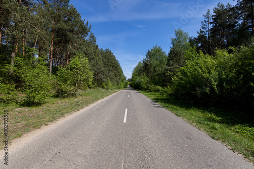 paved road in the forest in the spring season