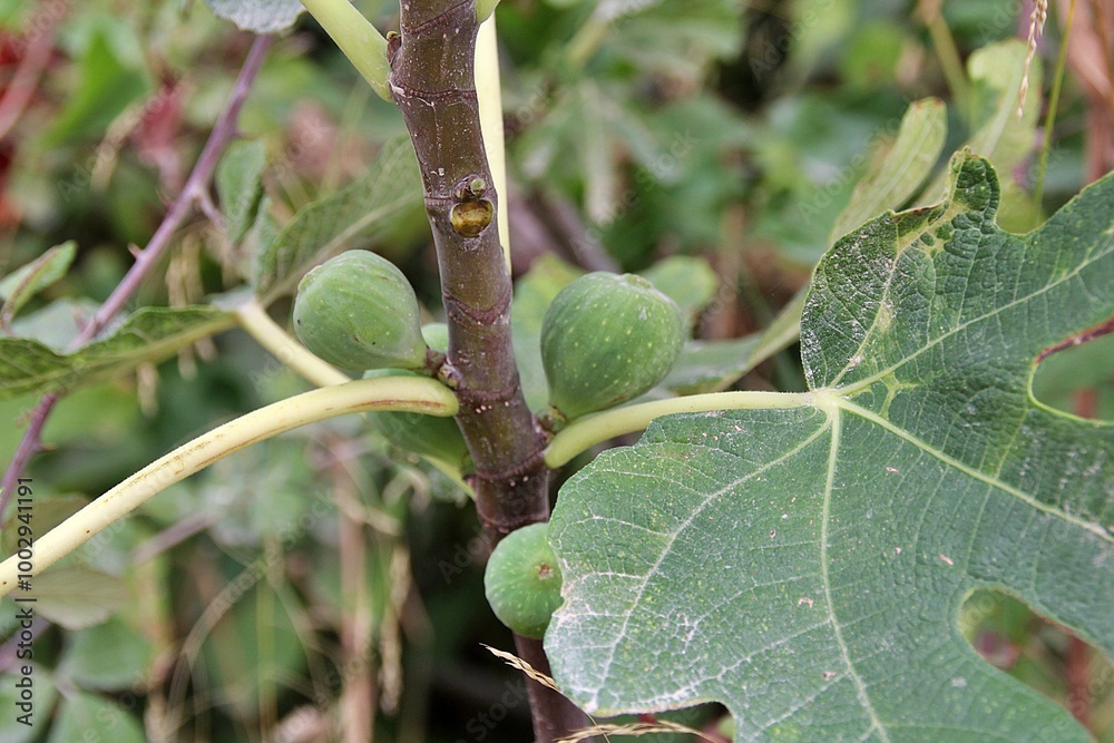 fig tree, large fig leaves, fig fruits on branches fig tree, large fig leaves, fig fruits on branches