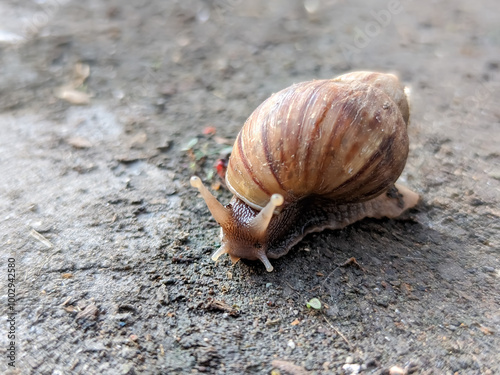In this close-up, a snail inches forward with deliberate slowness, its glistening body leaving a delicate, silvery trail behind. The textured, spiral shell rests on its back.