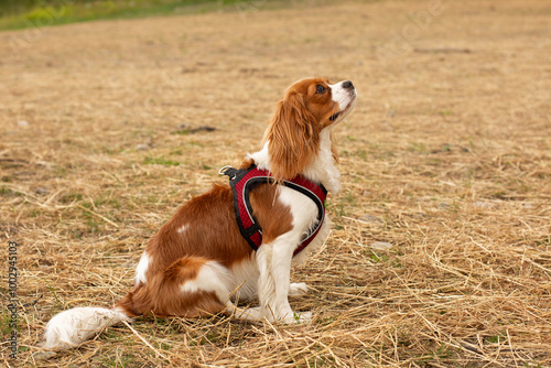 Fotografie Young female dog in red harness, Cavalier King Charles Spaniel, sitting on the dried grass, profile view