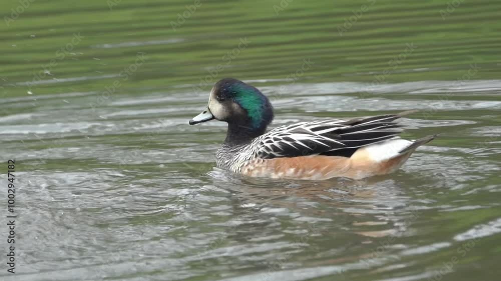 Chiloe Wigeon (Anas sibilatrix) which is a common dabbling duck commonly known as the southern wigeon which can be found in a wetlands environment in South America, stock video footage Chiloe Wigeon (Anas sibilatrix) which is a common dabbling duck commonly known as the southern wigeon which can be found in a wetlands environment in South America, stock video footage