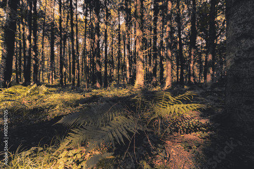 Forest landscape of Montiggl in South Tyrol. photo