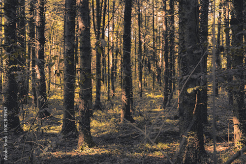 Forest landscape of Montiggl in South Tyrol. photo