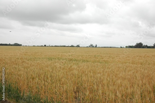 Wheat crops in northern Argentina