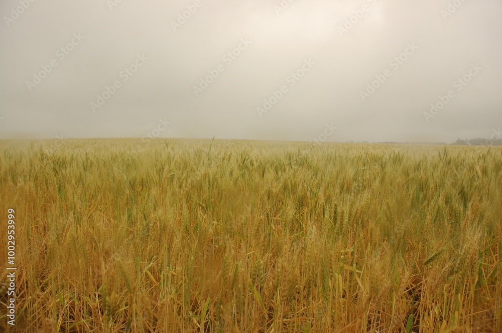 Obraz premium Wheat crops in northern Argentina