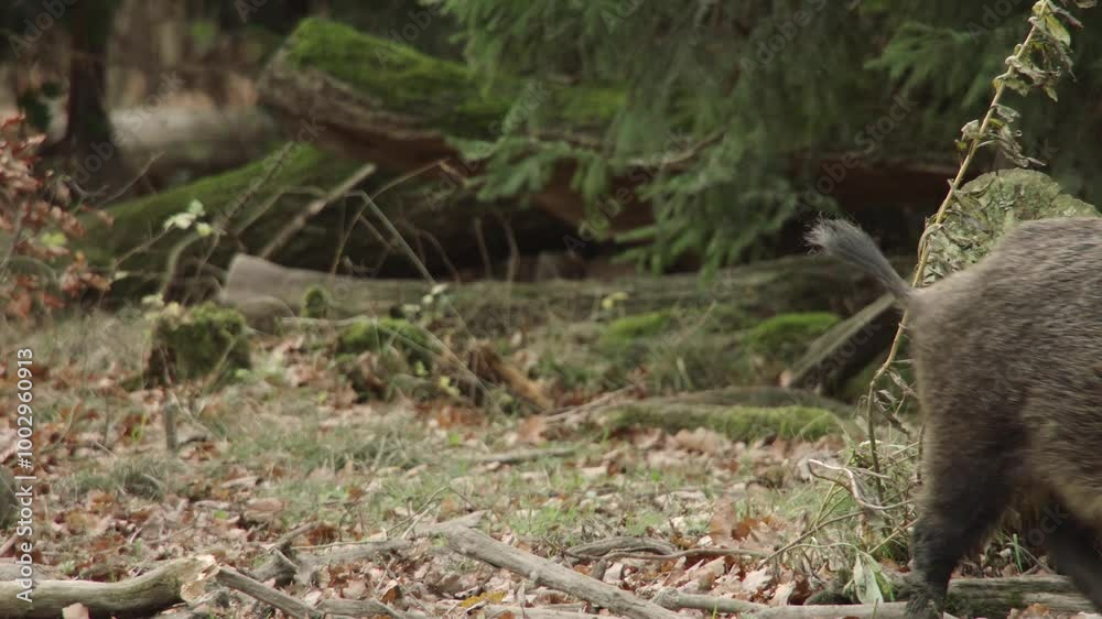 a wild boar walks through the forest in autumn a wild boar walks through the forest in autumn