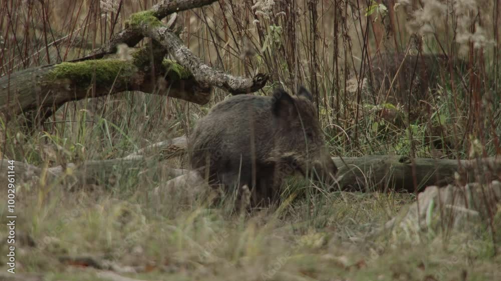 Wild boar scratches itself on a tree trunk Wild boar scratches itself on a tree trunk