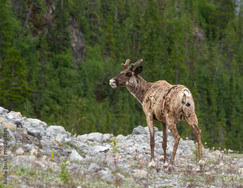 Beautiful female Caribou in the Canada Alaska Highway. Northern British Columbia, jasper, Banff, Calgary, Alberta Beautiful female Caribou in the Canada Alaska Highway. Northern British Columbia, jasper, Banff, Calgary, Alberta