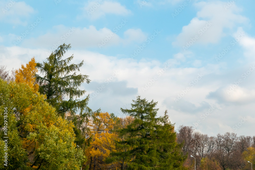 Panorama. Lonely beautiful autumn tree. Autumn Landscape. High quality photo