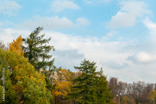Obraz na płótnie Panorama. Lonely beautiful autumn tree. Autumn Landscape. High quality photo w salonie