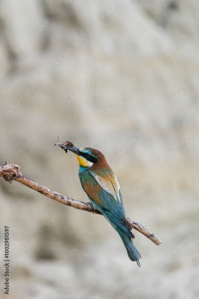 The European bee-eater, one of the most beautifully colored migratory birds that visits us in Europe. The European bee-eater, one of the most beautifully colored migratory birds that visits us in Europe.