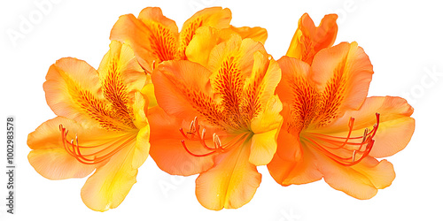 Oranges Flower on white Background, Rhododendron vireya Tropic Glow: Trusses of large orange flowers with a golden yellow throat photo