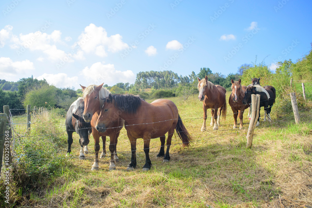 Caballos en pradera de hierba y cielo azul Caballos en pradera de hierba y cielo azul