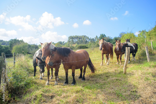 Caballos en pradera de hierba y cielo azul 