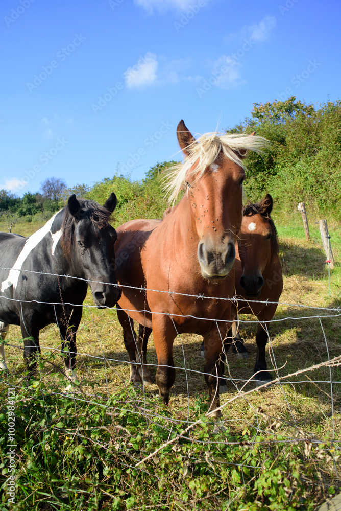 Caballos en pradera de hierba y cielo azul Caballos en pradera de hierba y cielo azul