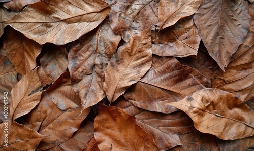Close-up of dry brown leaves in autumn. Natural texture and seasonal change concept.