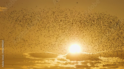 Sunset and large flock of flying starlings against the sun. Starlings murmuration. Lithuania, August. 