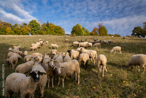 Autumn landscape in central Slovakia with sheep. Autumn landscape. Fall scenery with colored trees and leafs. Lamb and sheep on the pasture near autumn forest.