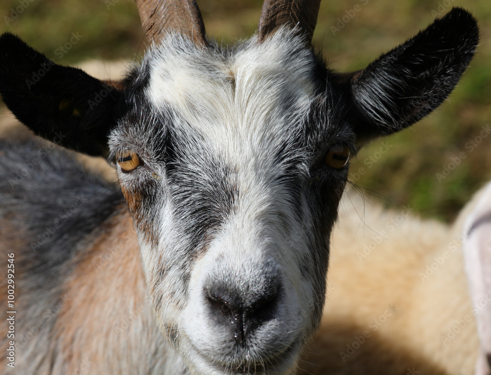 very close-up portrait of a goat with bright yellow eyes looking directly at the camera very close-up portrait of a goat with bright yellow eyes looking directly at the camera