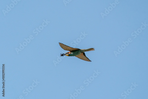 The European bee-eater, one of the most beautifully colored migratory birds that visits us in Europe.