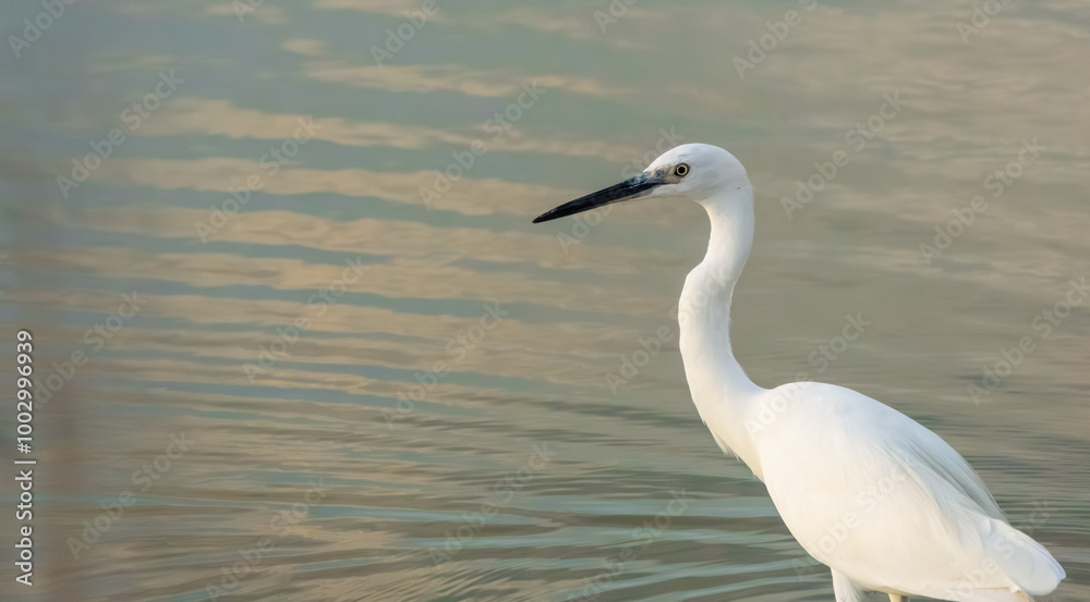 Beautiful White Egret Standing Gracefully in Calm Waters Beautiful White Egret Standing Gracefully in Calm Waters