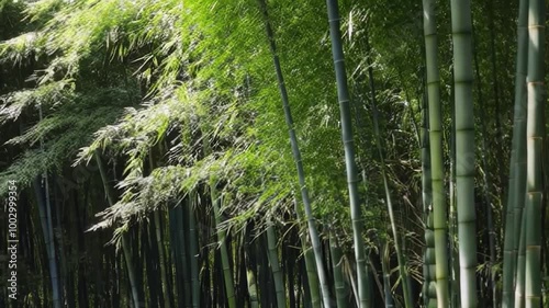 Tall bamboo stems sway gently in the breeze, their narrow leaves rustling in rhythm. Sunlight filters through the leaves, illuminating the vibrant green stalks and creating a natural atmosphere