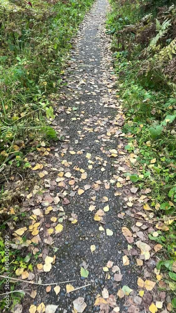 Wild path in the autumn forest strewn with fallen leaves. 4K footage Wild path in the autumn forest strewn with fallen leaves. 4K footage