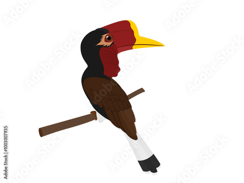 Helmeted Hornbill or Rhinoplax vigil on white background.