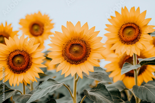 Close-up of a sunflower field, with the golden blooms stretching towards the sky photo