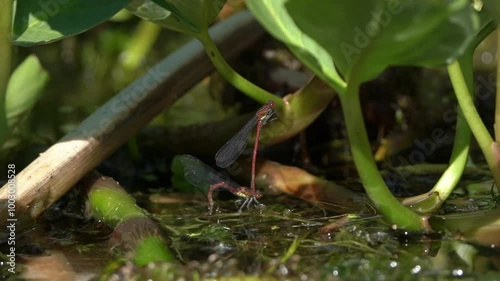 Large red damselflies mating and laying eggs underwater which is part of the damselfly sex  reproduction life cycle in the insect nature ecosystem, animal close-up stock video footage clip photo