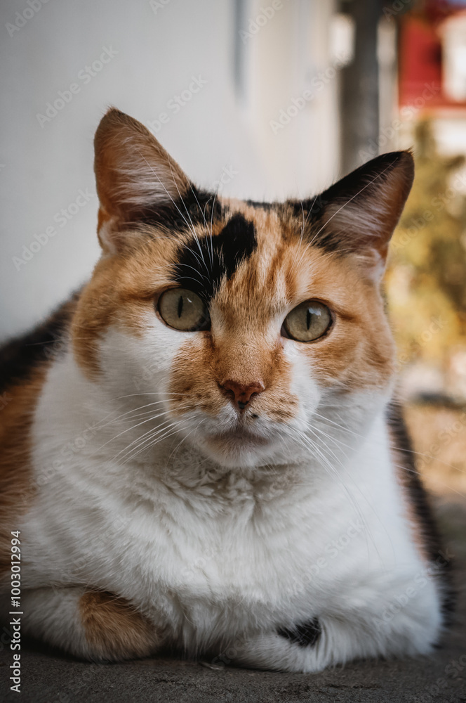 cat, street cat, alley cat, sitting cat, ginger cat, stray cat cat, street cat, alley cat, sitting cat, ginger cat, stray cat
