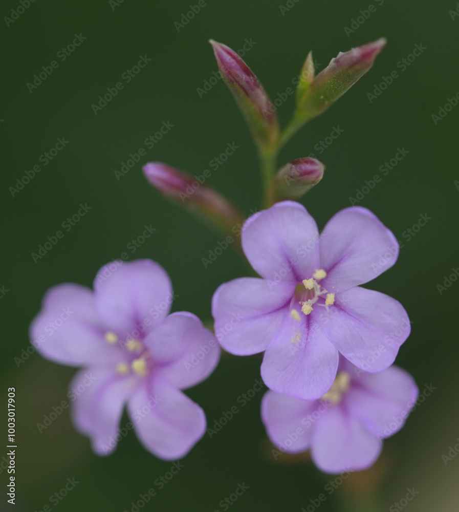 Obraz premium Beautiful close-up of limonium emarginatum