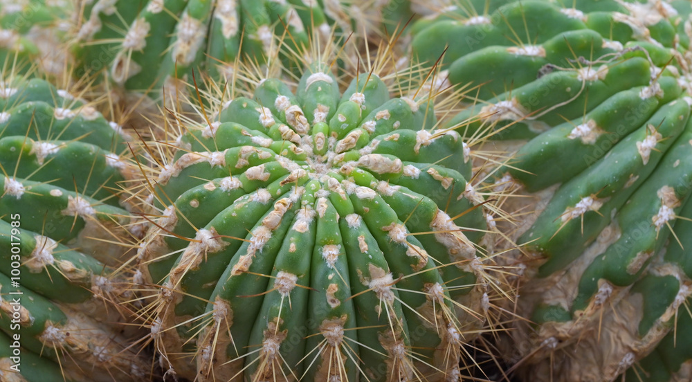 Beautiful close-up of echinopsis formosa Beautiful close-up of echinopsis formosa