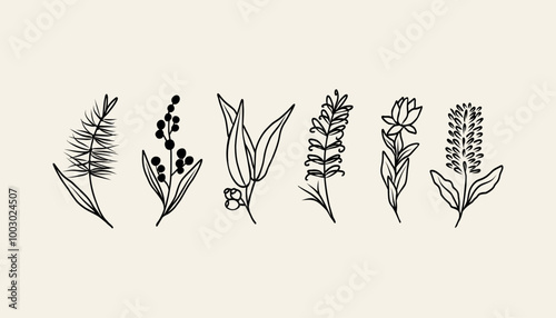 Hand drawn doodle Australian native flowers and plants