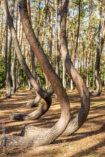 Crooked Forest. A landscape tourist attraction in Poland. A grove of curved Scots pines located in the village of Nowe Czarnowo near Gryfino, Western Pomerania, northwestern Poland.