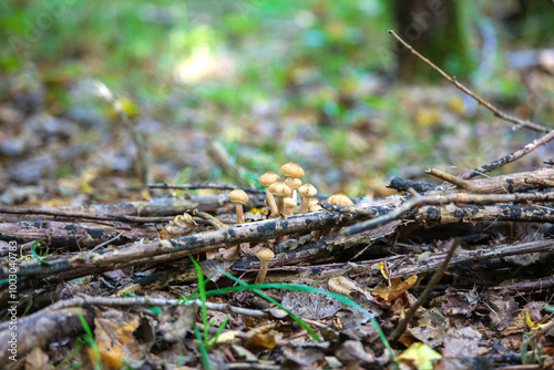 mushrooms in the forest