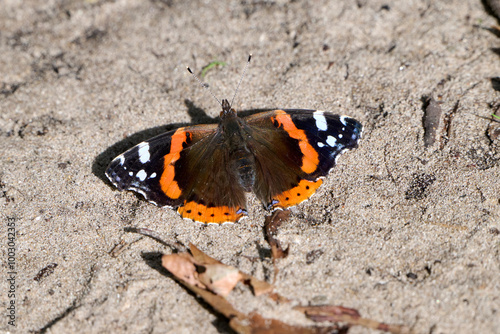 butterfly Atalanta in the sun on a sandy path