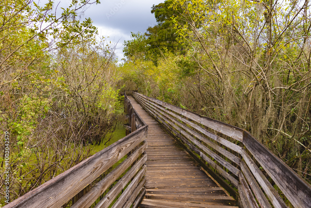 Obraz premium The lush green trees line the path the lush green bushes trees and bushes line the boardwalk at Lettuce Lake Park Tampa Florida Hillsborough County USA