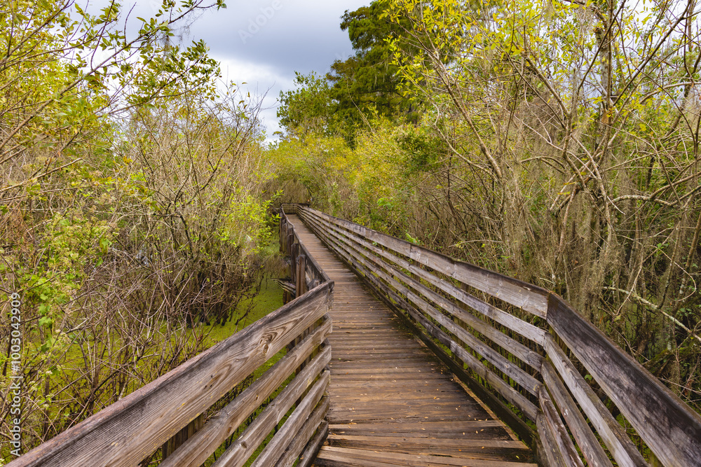 Obraz premium The lush green trees line the path the lush green bushes trees and bushes line the boardwalk at Lettuce Lake Park Tampa Florida Hillsborough County USA