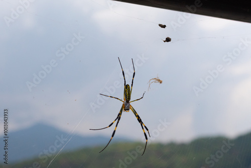 This beautiful arachnid is known as the Joro spider. The yellow and black spider is sitting here in its web. This is an orb weaving spider and is found in Japan. The long-striped legs stretching out. photo