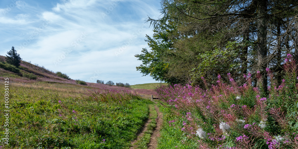 Landscape with a footpath and a bench at the end of the path, with pink flowers, trees and meadow Landscape with a footpath and a bench at the end of the path, with pink flowers, trees and meadow
