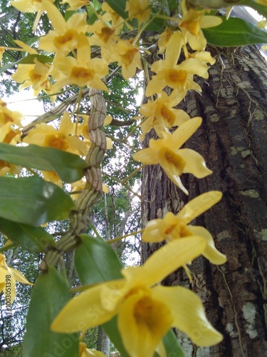 Vibrant Yellow Orchids Adorning a Tree Trunk