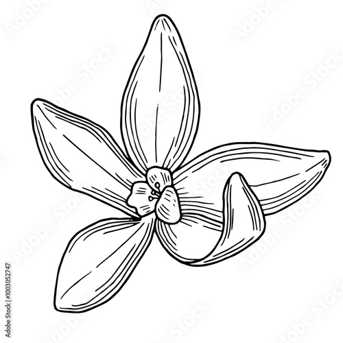 Vanilla flower hand drawn