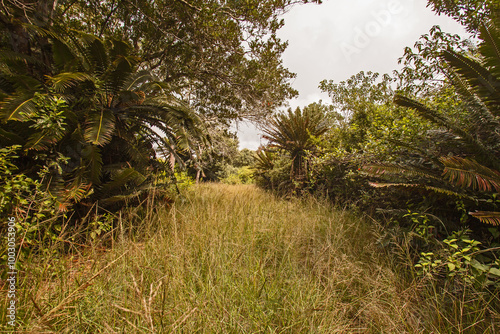 Modjadji Cycad (Encephalartos transvenosus) 16310 photo